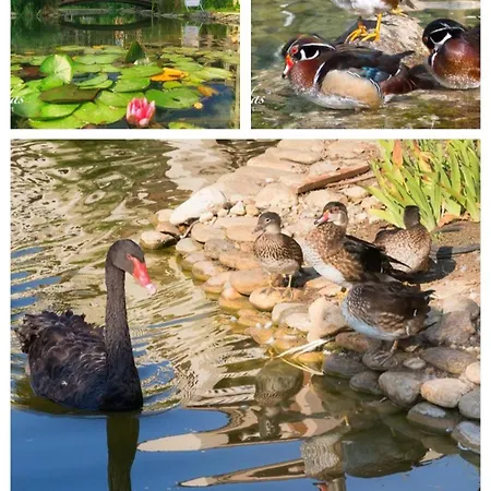 Cascadas Pool View Luxury Sunny Slantchev Briag