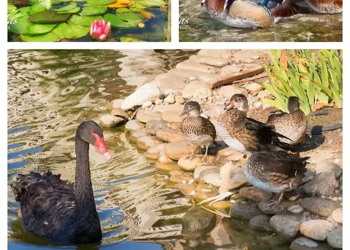 Cascadas Pool View Luxury Sunny סאני ביץ'